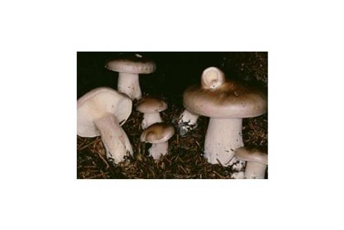 Graukappe (giftig) Graukappe (giftig)