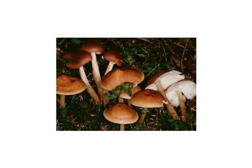 Waldfreund-Rübling (essbar) Waldfreund-Rübling (essbar)