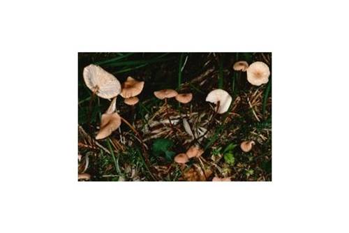 Küchenschwindling (essbar) Küchenschwindling (essbar)