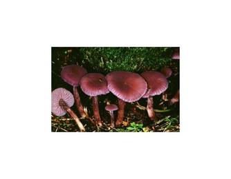 Violetter Lacktrichterling (essbar) Violetter Lacktrichterling (essbar)