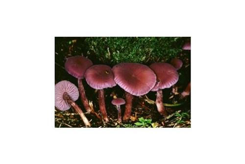 Violetter Lacktrichterling (essbar) Violetter Lacktrichterling (essbar)