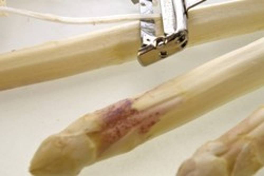Spargel richtig schälen Spargel richtig schälen