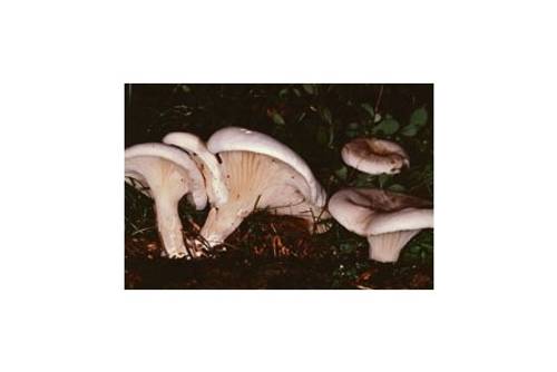 Mehlräsling (essbar) Mehlräsling (essbar)