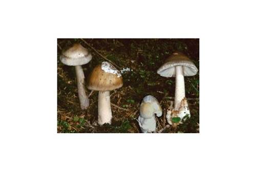 Verfärbender Scheidenstreifling (erhitzt essbar) Verfärbender Scheidenstreifling (erhitzt essbar)