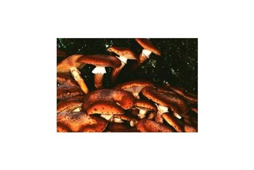 Dunkler Hallimasch (bedingt essbar) Dunkler Hallimasch (bedingt essbar)