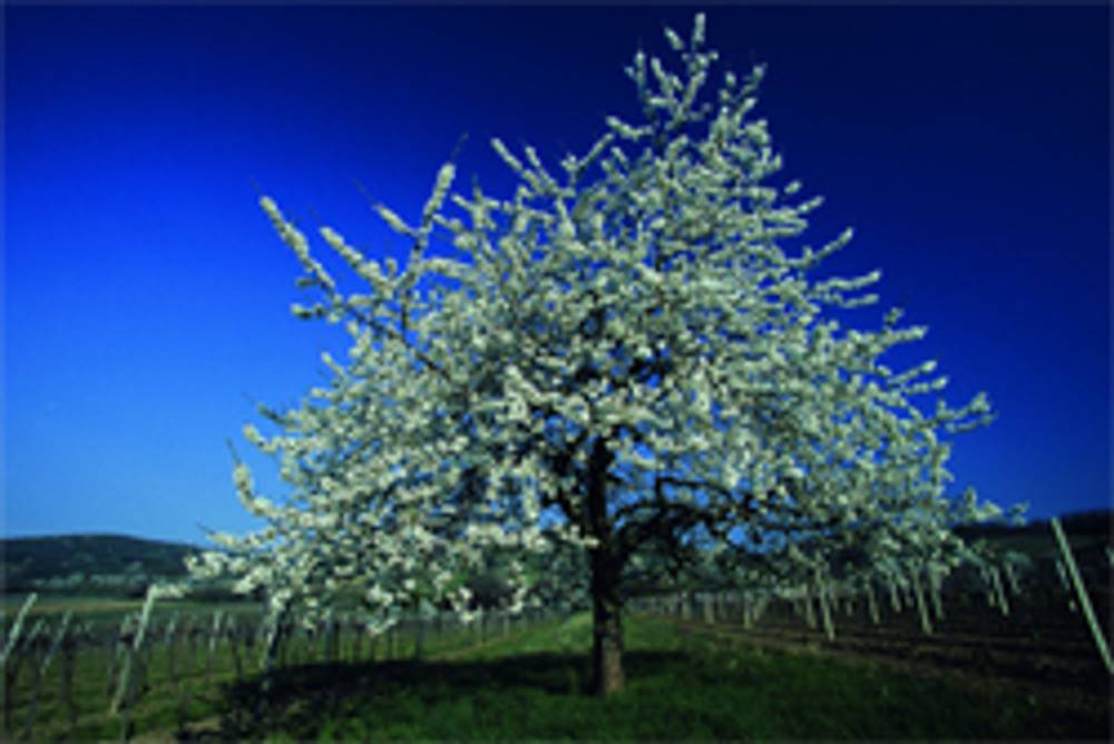 Weinwanderungen zu Winzern, Heurigen und mehr Weinwanderungen zu Winzern, Heurigen und mehr