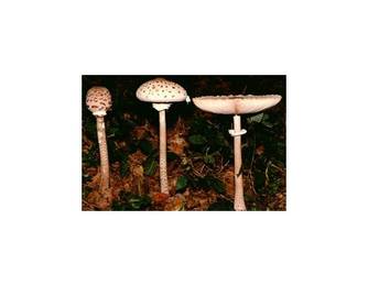 Parasol (essbar) Parasol (essbar)