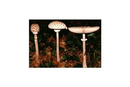 Parasol (essbar) Parasol (essbar)