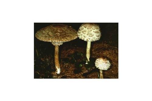 Safranschirmling (essbar) Safranschirmling (essbar)
