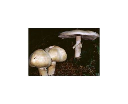 Schafchampignon (essbar)