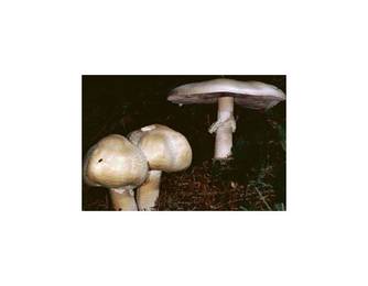 Schafchampignon (essbar)