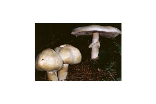 Schafchampignon (essbar) Schafchampignon (essbar)
