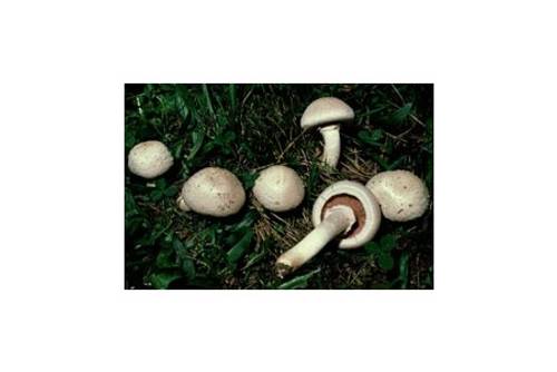 Wiesenchampignon (essbar) Wiesenchampignon (essbar)