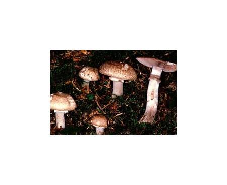 Kleiner Waldchampignon (essbar)