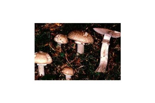 Kleiner Waldchampignon (essbar) Kleiner Waldchampignon (essbar)