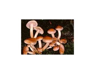 Rauchblättriger Schwefelkopf (essbar) Rauchblättriger Schwefelkopf (essbar)