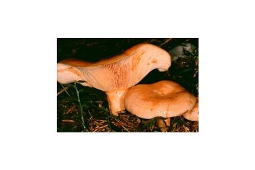 Lachsreizker (essbar) Lachsreizker (essbar)