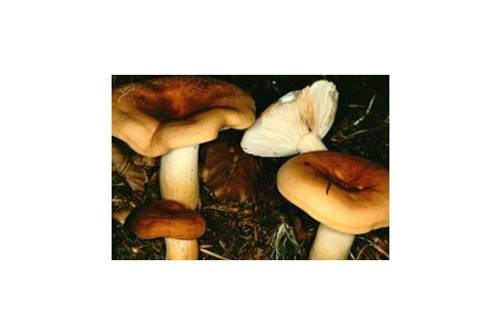 Milchbrätling (bedingt genießbar) Milchbrätling (bedingt genießbar)