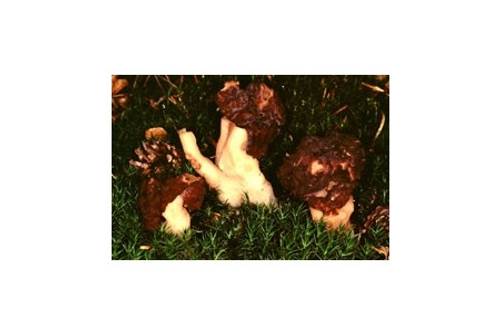 Frühjahrs-Lorchel (tödlich giftig) Frühjahrs-Lorchel (tödlich giftig)