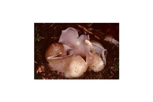 Kronenbecherling (giftig) Kronenbecherling (giftig)