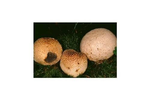 Kartoffelbovist (giftig) Kartoffelbovist (giftig)