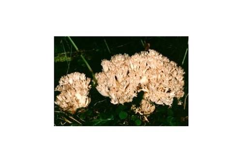 Bauchwehkoralle (giftig) Bauchwehkoralle (giftig)