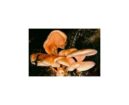 Falscher Pfifferling (ungenießbar) - ichkoche.ch Falscher Pfifferling (ungenießbar) - ichkoche.ch