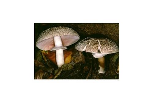 Perlhuhnchampignon (giftig!) Perlhuhnchampignon (giftig!)