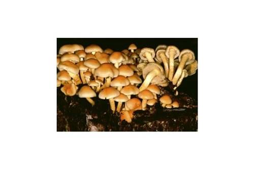 Grünblättriger Schwefelkopf (giftig) Grünblättriger Schwefelkopf (giftig)