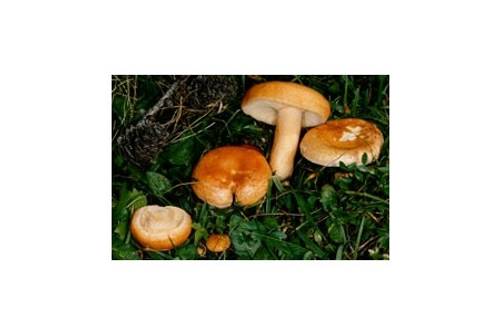 Lärchenreizker (ungenießbar) Lärchenreizker (ungenießbar)