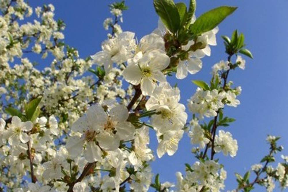 Kirschenbaum in Blüte