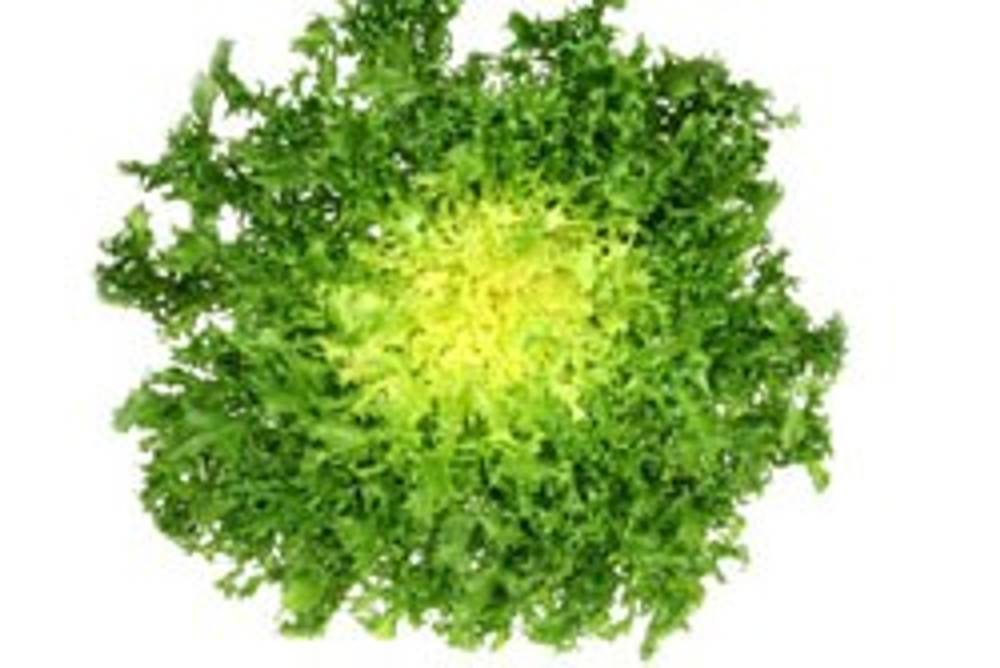 Endiviensalat Endiviensalat