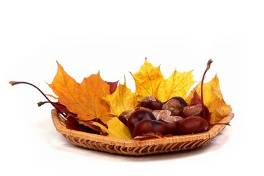 Herbstlaub Herbstlaub