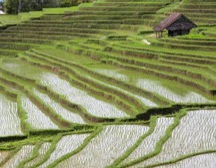 Reis: Eine kleine Geschichte