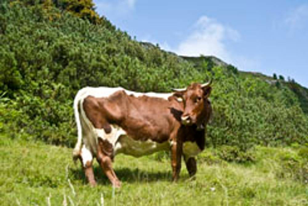 Ja! Natürlich Nationalpark Hohe Tauern Ja! Natürlich Nationalpark Hohe Tauern
