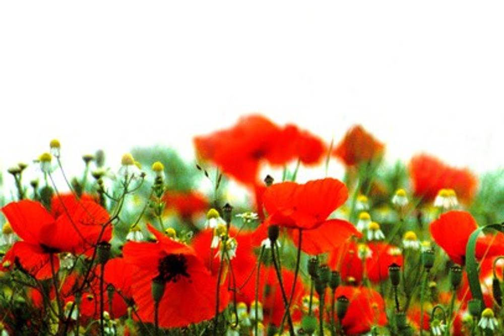 Mohn