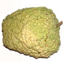 African Warty  African Warty