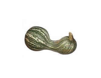 Cushaw Green Striped Cushaw Green Striped