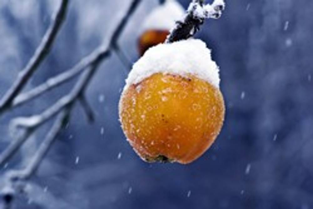 Verschneiter Apfelbaum Verschneiter Apfelbaum