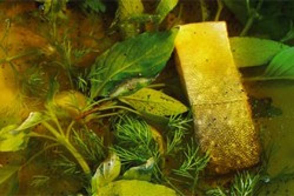 Pochierter Fisch Pochierter Fisch