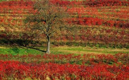 Herbstfärbung im Weingarten