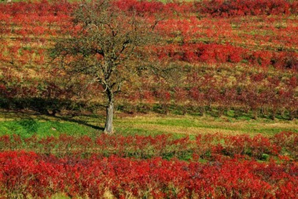 Herbstfärbung im Weingarten Herbstfärbung im Weingarten