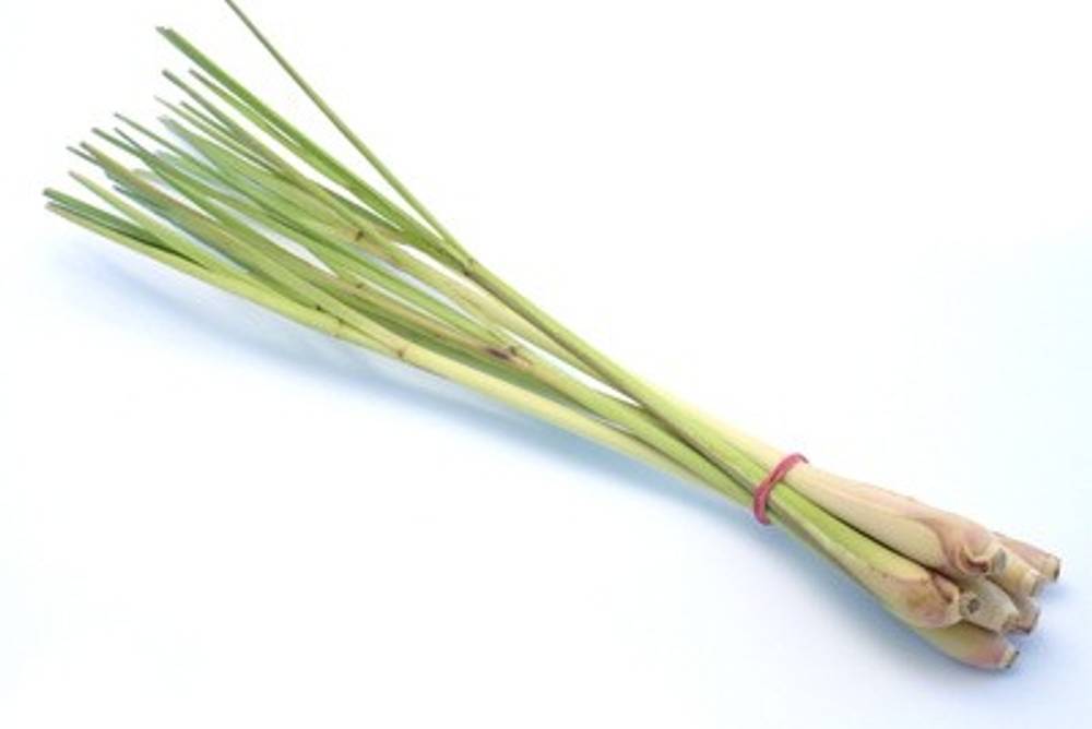 Zitronengras Zitronengras