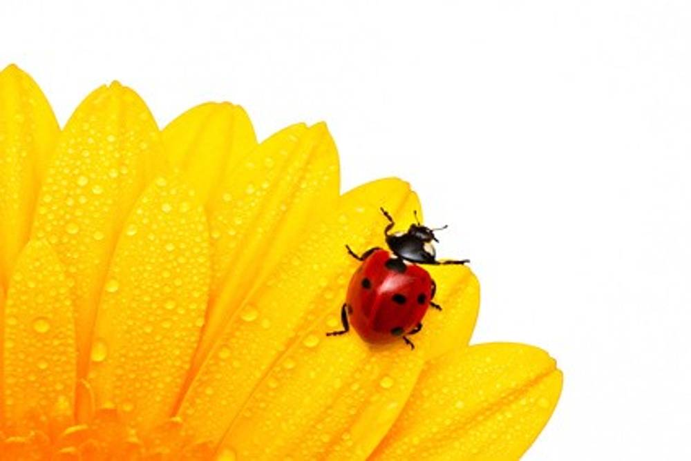 Was gibt es im Juli 2012 Neues bei ichkoche.at Was gibt es im Juli 2012 Neues bei ichkoche.at