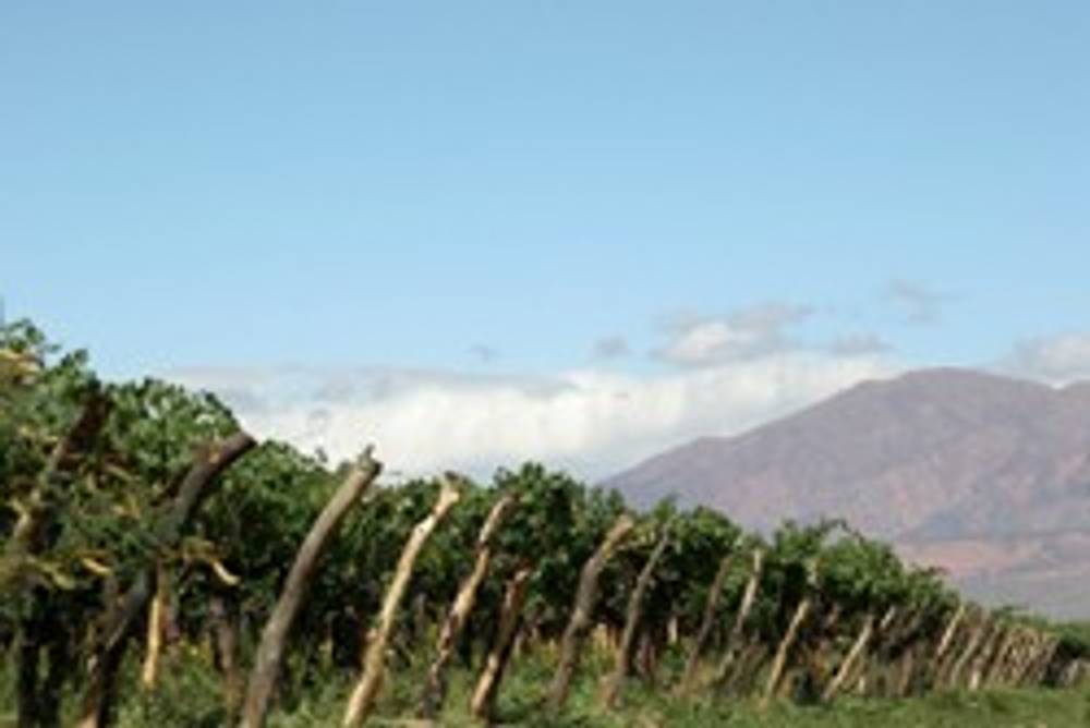 Weinregion Südamerika Weinregion Südamerika
