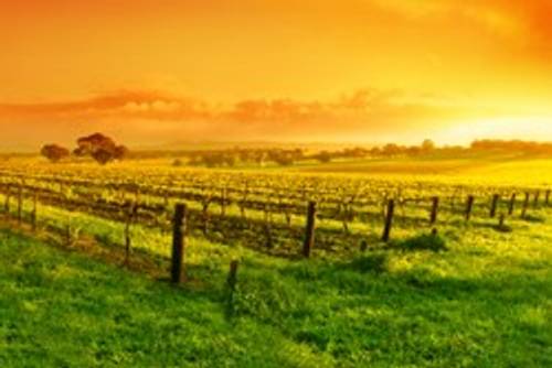 Weinregion Australien / Neuseeland