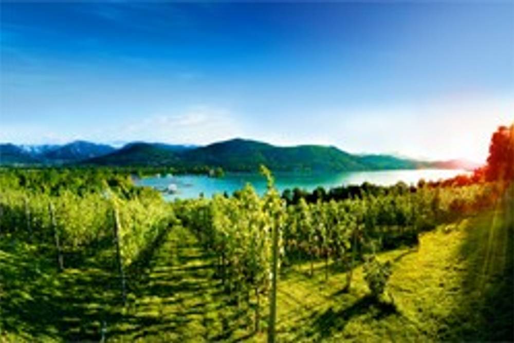 Weinbau in Kärnten