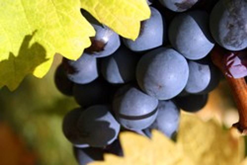 Österreich - Blaufränkisch und Ungarn - Kékfrankos Österreich - Blaufränkisch und Ungarn - Kékfrankos
