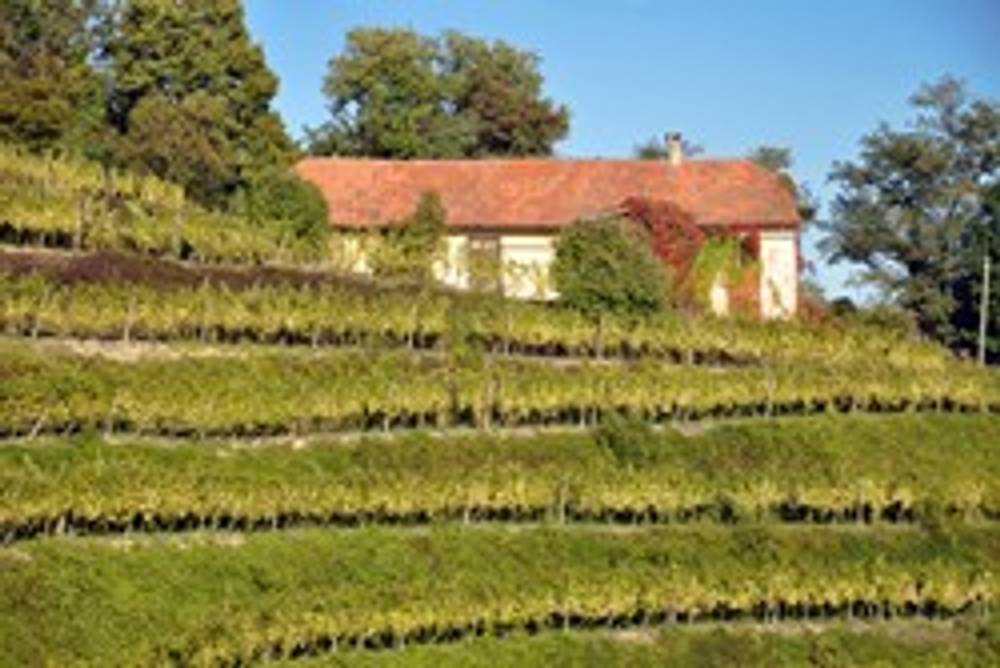 Weingut in der Slowakei