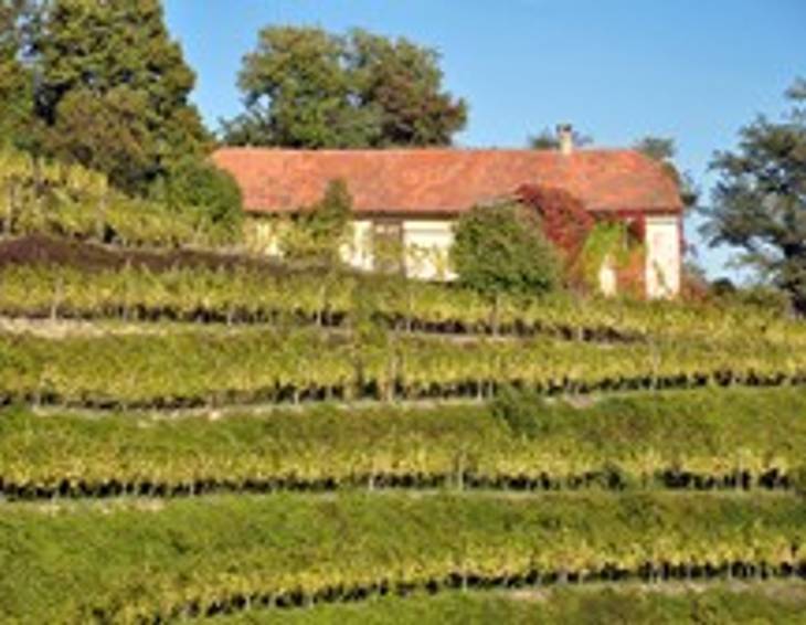 Die besten Weingüter der Slowakei